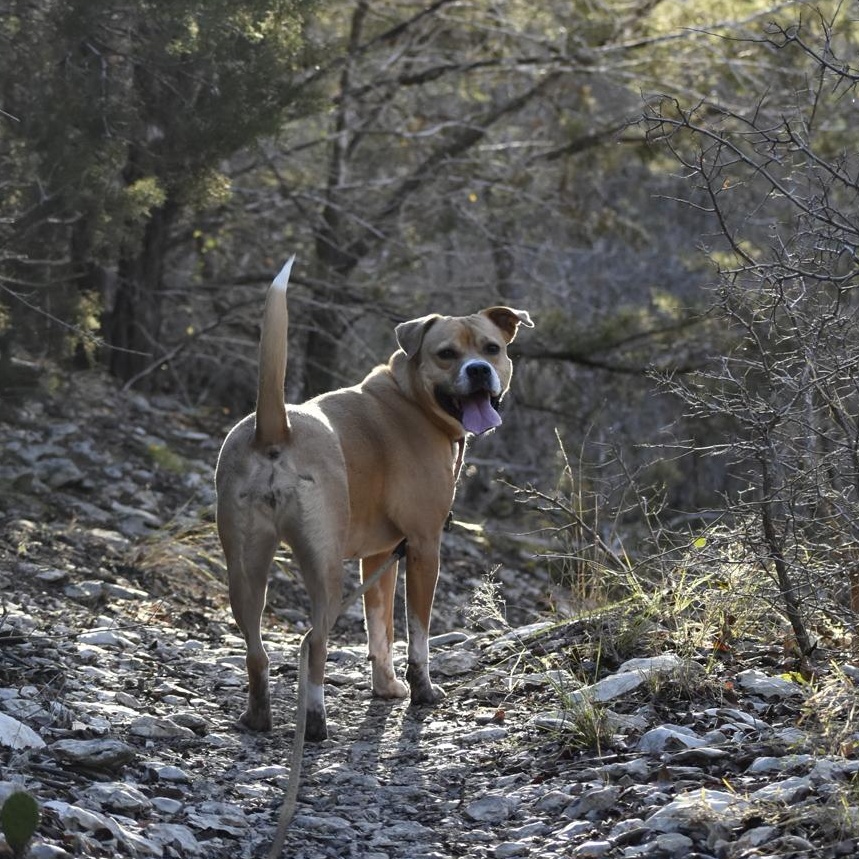 Enlarge Posey, a ADOPTABLE mixed breed in Georgetown, TX image 2/6