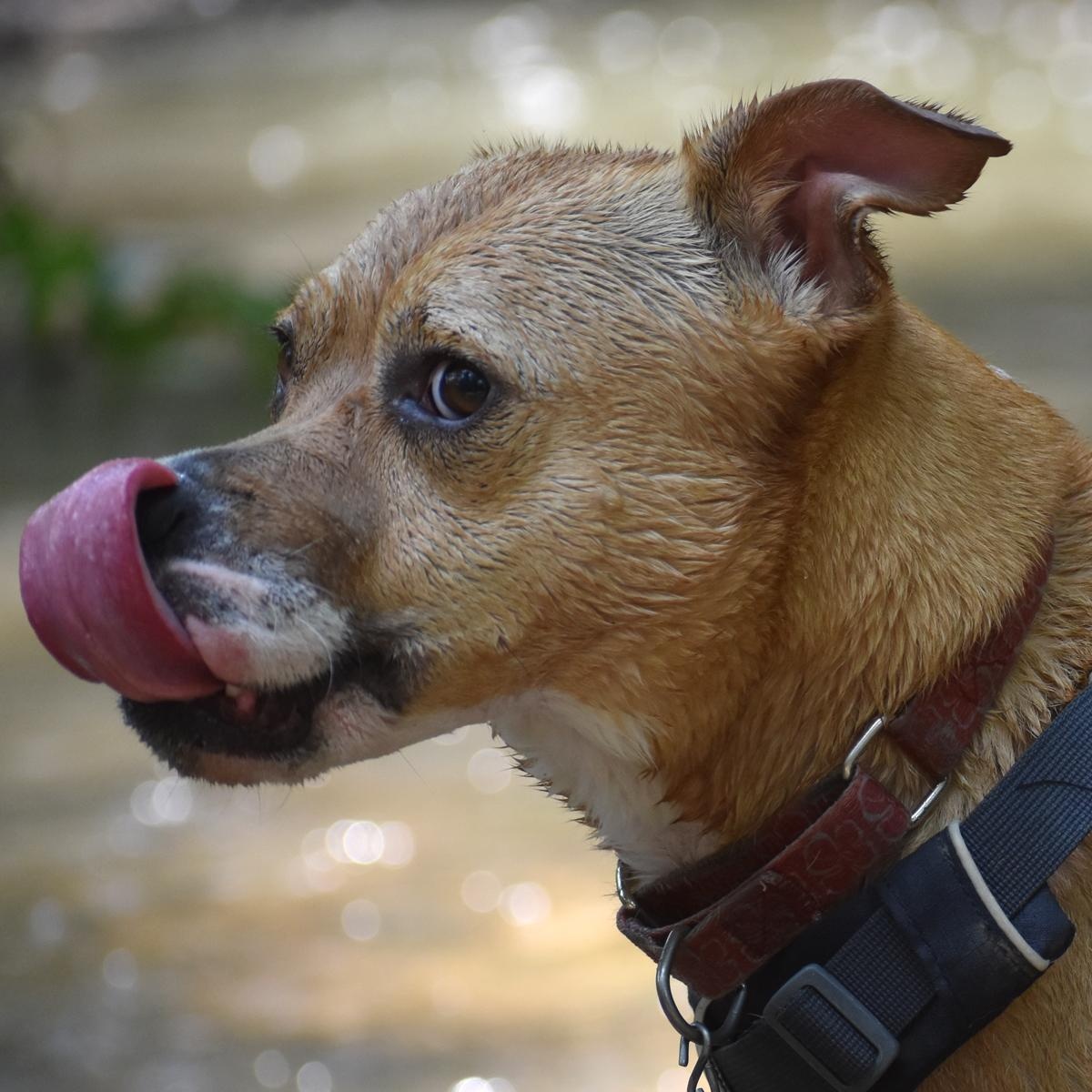 Enlarge Posey, a ADOPTABLE mixed breed in Georgetown, TX image 5/6