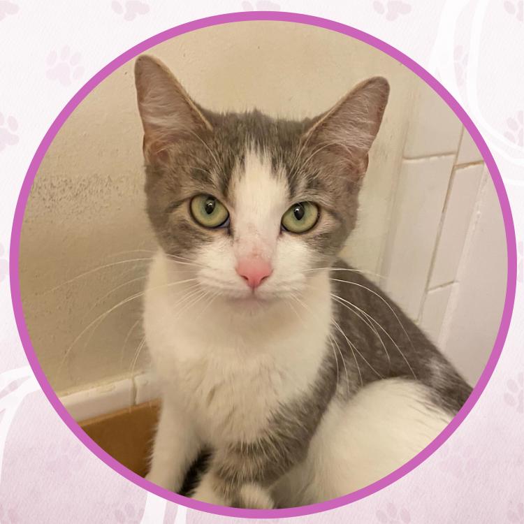 Enlarge Star, a Adoptable Domestic Short Hair in Toms River, NJ image 1/5