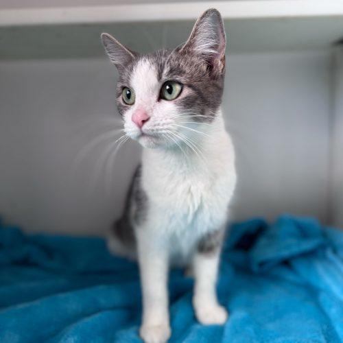 Enlarge Star, a Adoptable Domestic Short Hair in Toms River, NJ image 1/5