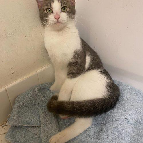 Enlarge Star, a Adoptable Domestic Short Hair in Toms River, NJ image 3/5