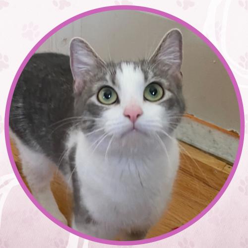 Enlarge Star, a Adoptable Domestic Short Hair in Toms River, NJ image 5/5