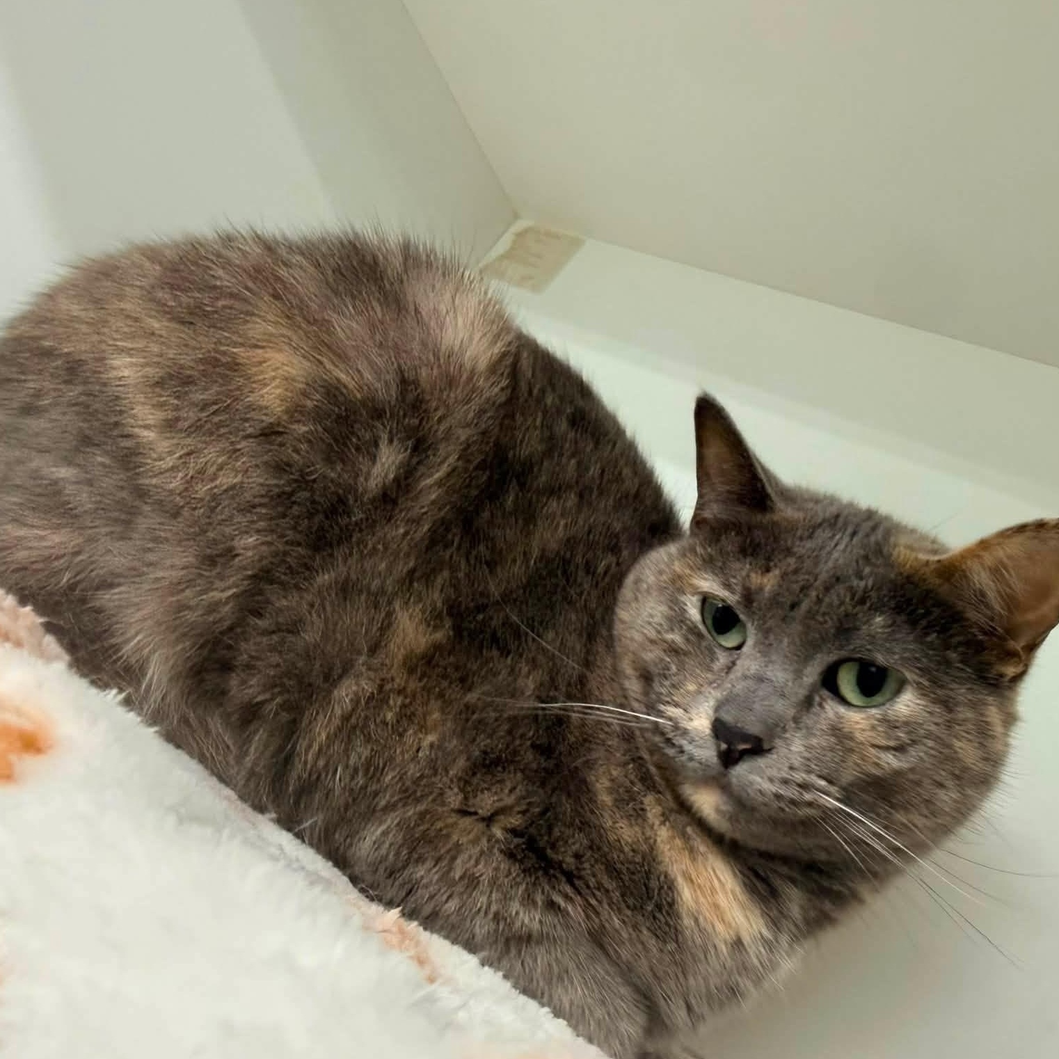 Shadow - Adoptable Pet | Petfinder