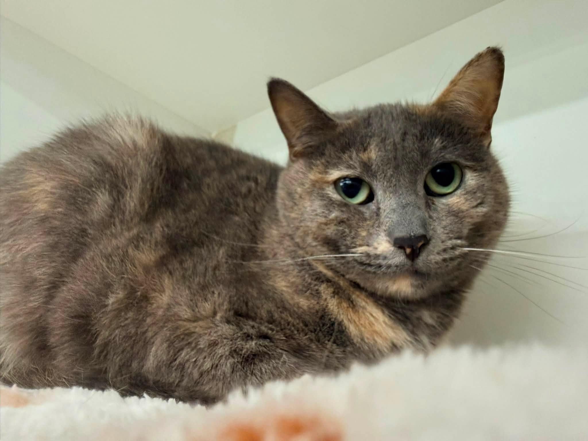 Shadow - Adoptable Pet | Petfinder