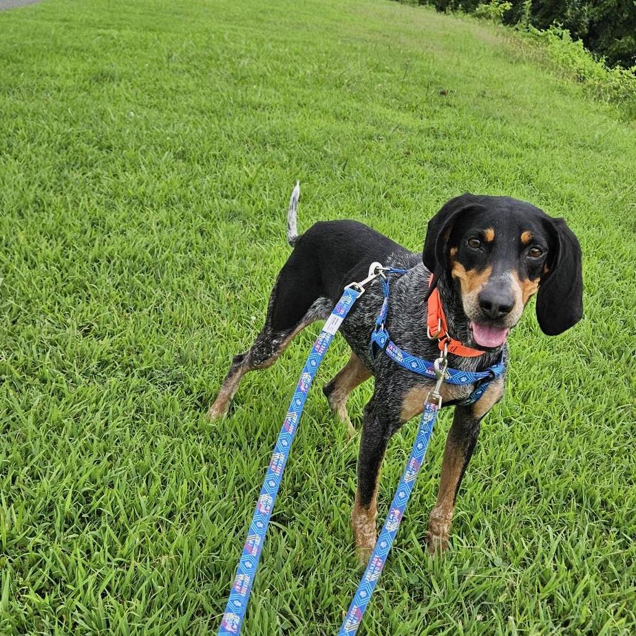 Enlarge Poppy, a Adoptable Mixed Breed in Fredericksburg, VA image 2/6