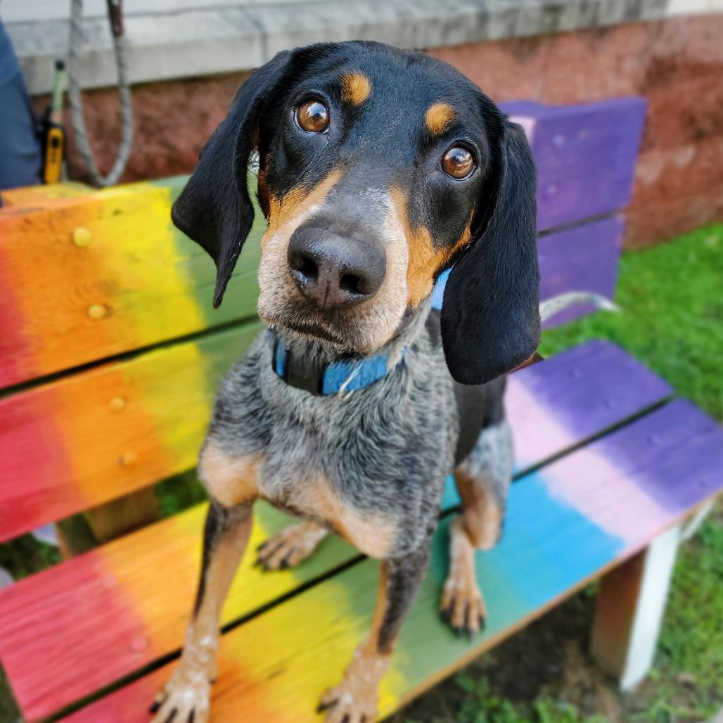 Enlarge Poppy, a Adoptable Mixed Breed in Fredericksburg, VA image 3/6