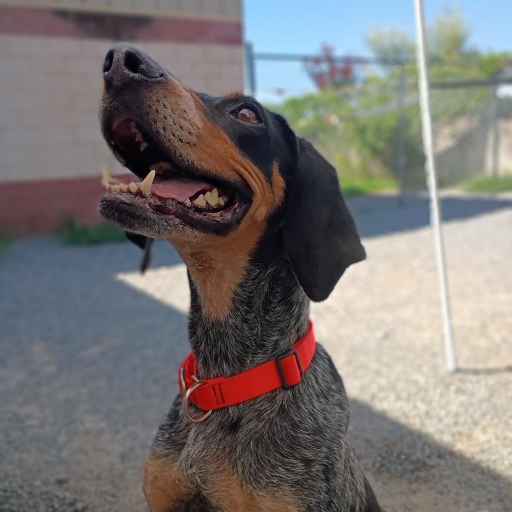 Enlarge Poppy, a Adoptable Mixed Breed in Fredericksburg, VA image 5/6