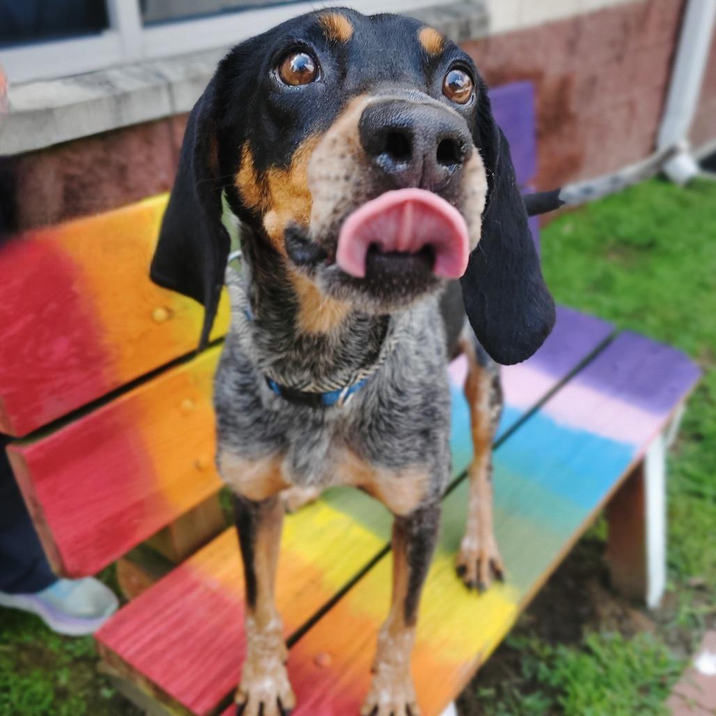 Enlarge Poppy, a Adoptable Mixed Breed in Fredericksburg, VA image 6/6