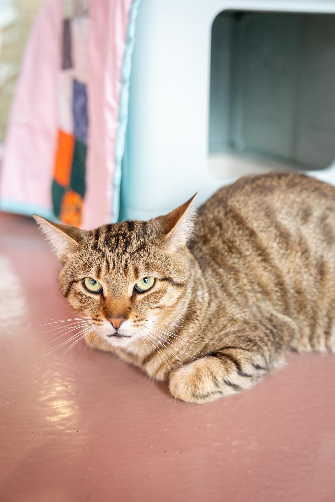 Loki, an adopted Domestic Short Hair in Hamilton, ON image 3/4