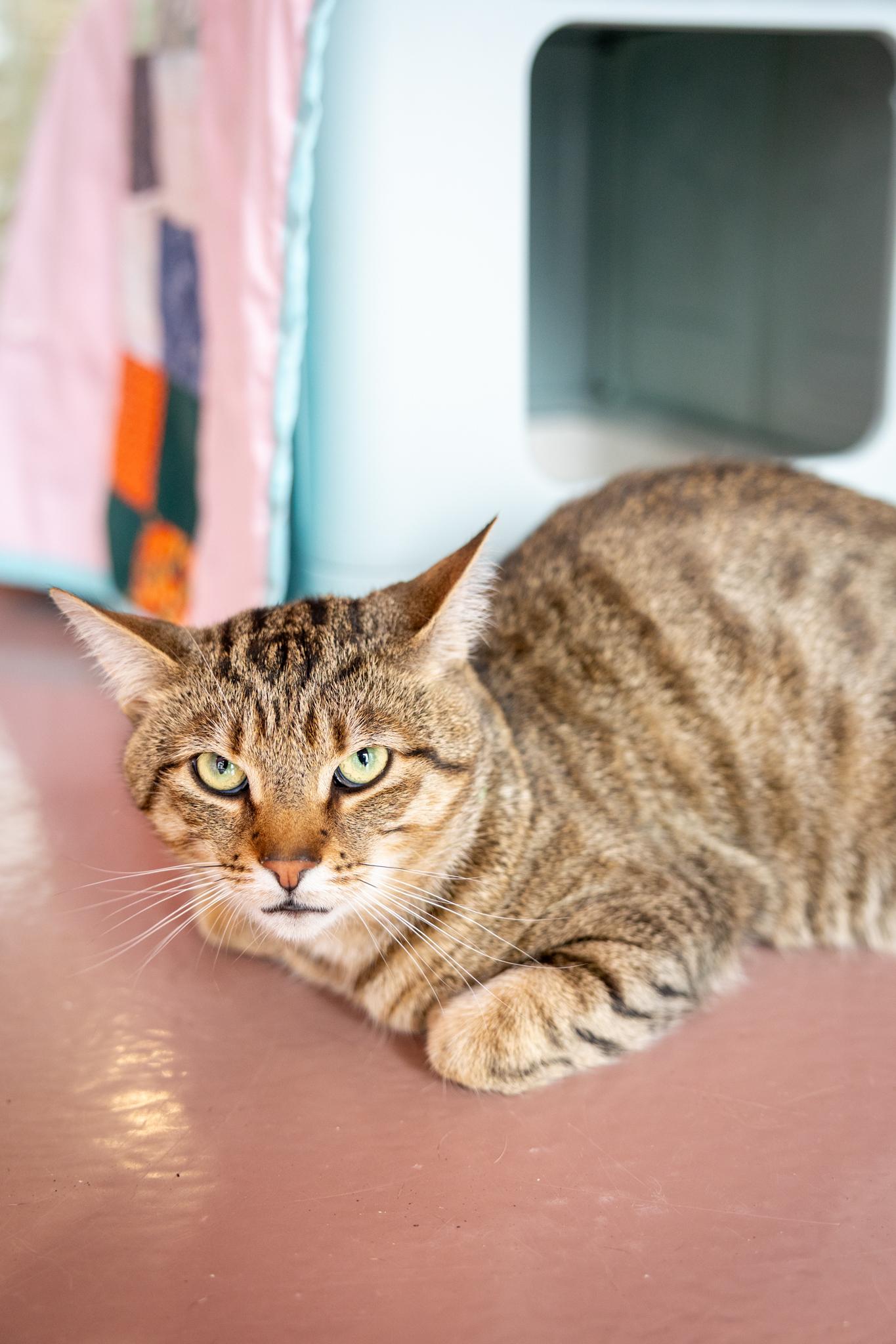 Loki, an adopted Domestic Short Hair in Hamilton, ON image 4/4