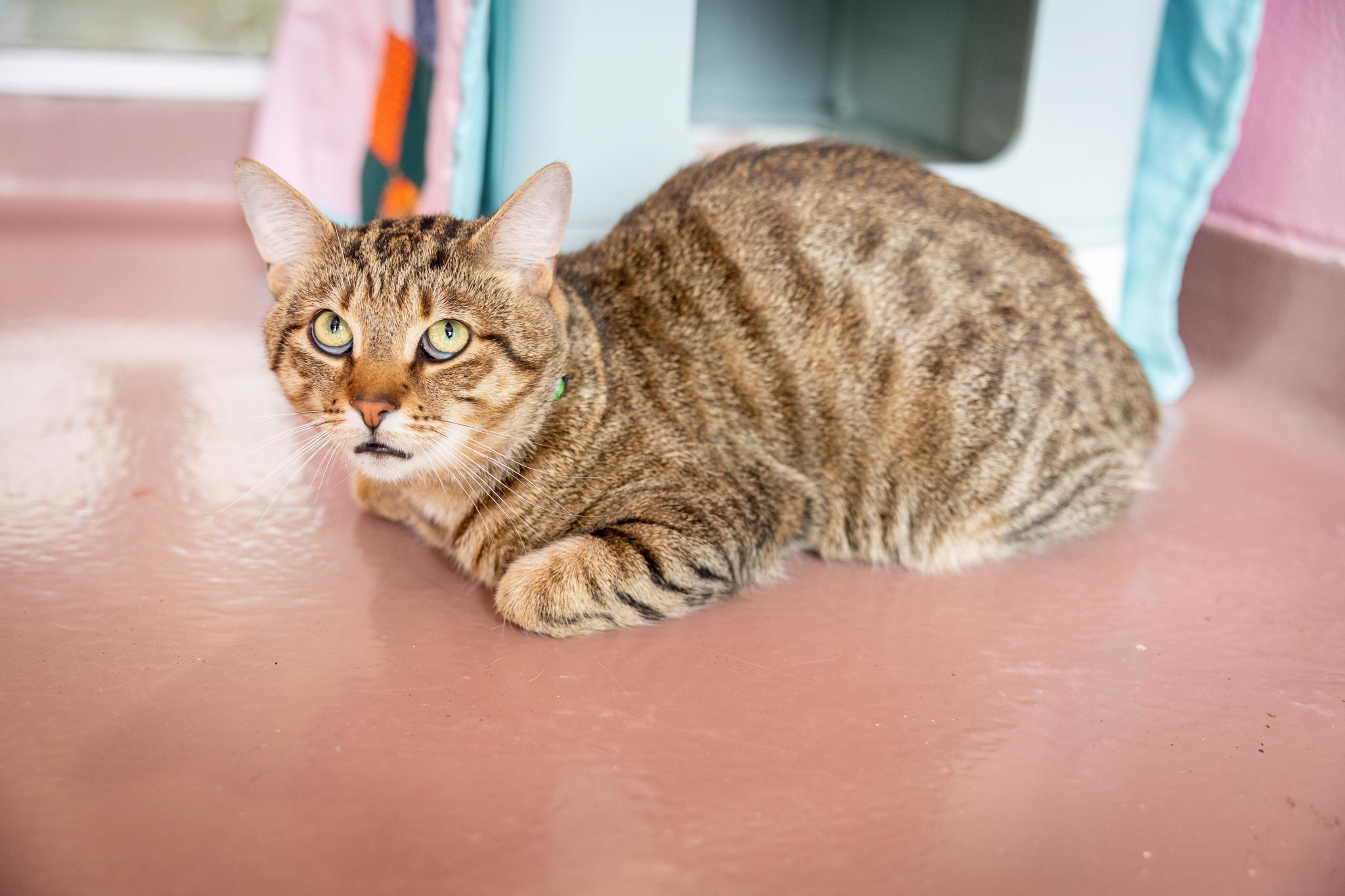 Loki, an adopted Domestic Short Hair in Hamilton, ON image 2/4