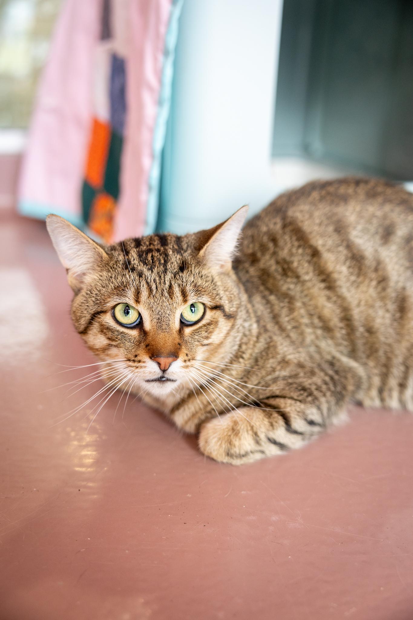 Loki, an adopted Domestic Short Hair in Hamilton, ON image 1/4