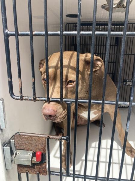 Coco, Adoptable, Adult Female Pit Bull Terrier.