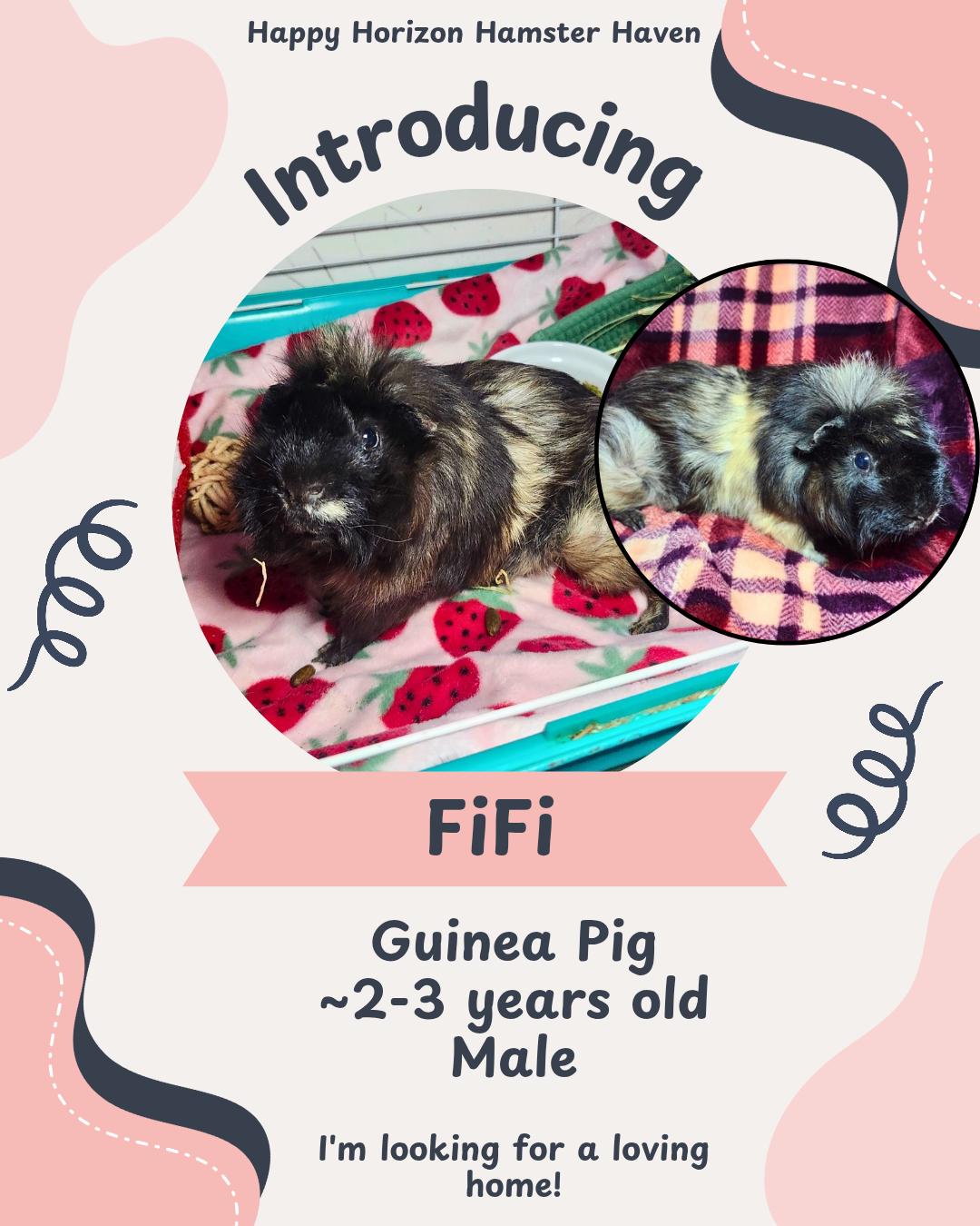 Enlarge FiFi, a ADOPTABLE Guinea Pig in West Chester, OH image 1/1