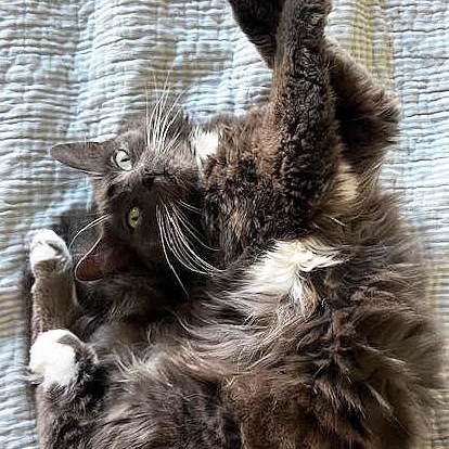 Puff, a ADOPTABLE Domestic Medium Hair in Tiburon, CA image 2/4