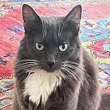Puff, ADOPTABLE, Adult Female Domestic Medium Hair.