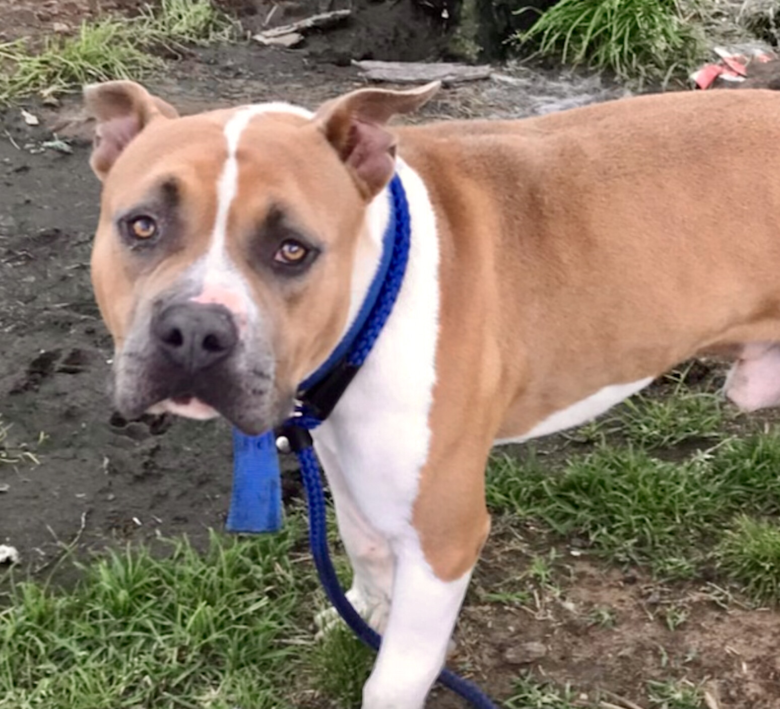 Rexy, Adopted, Young Male American Staffordshire Terrier.