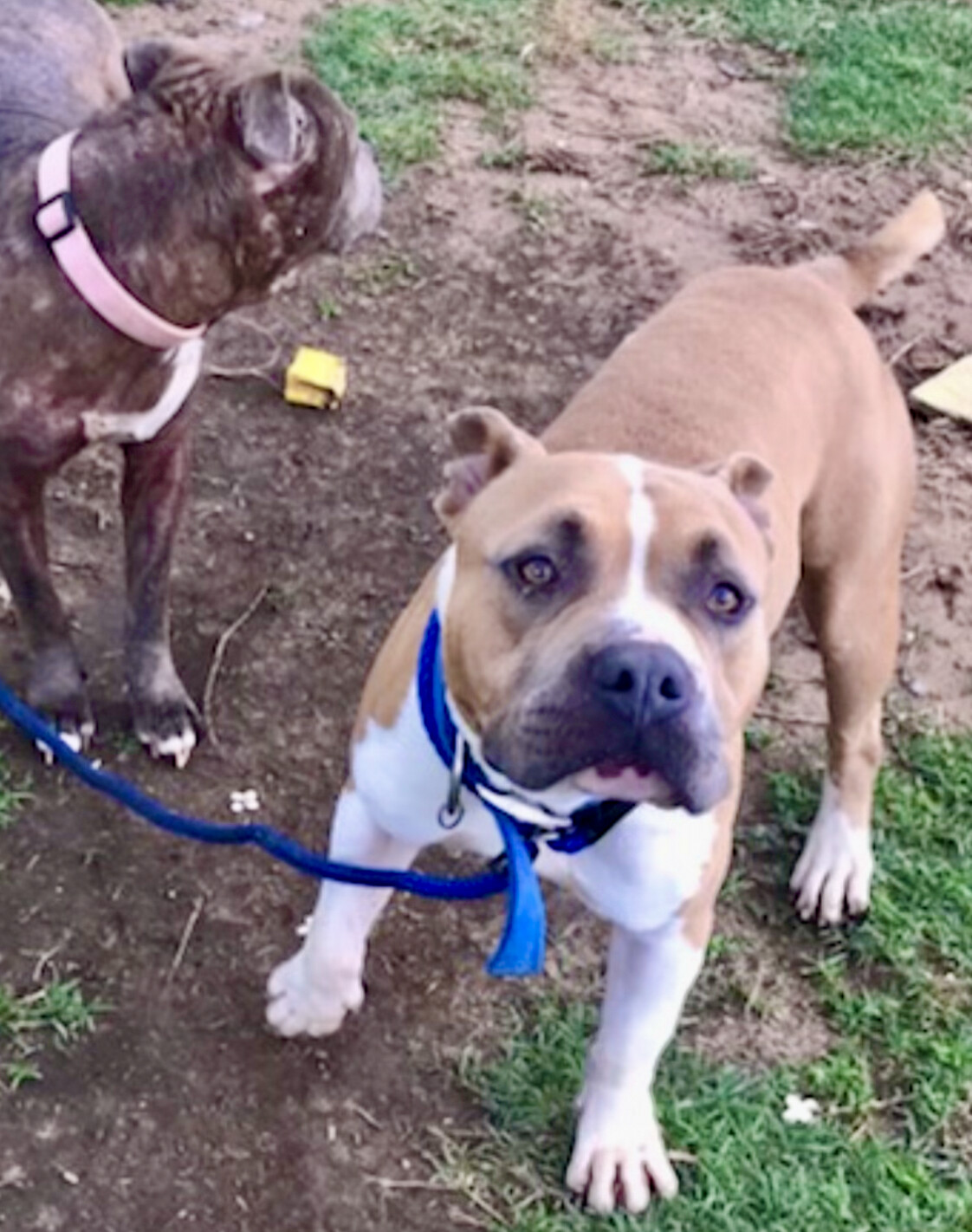 Rexy, Adopted, Young Male American Staffordshire Terrier.