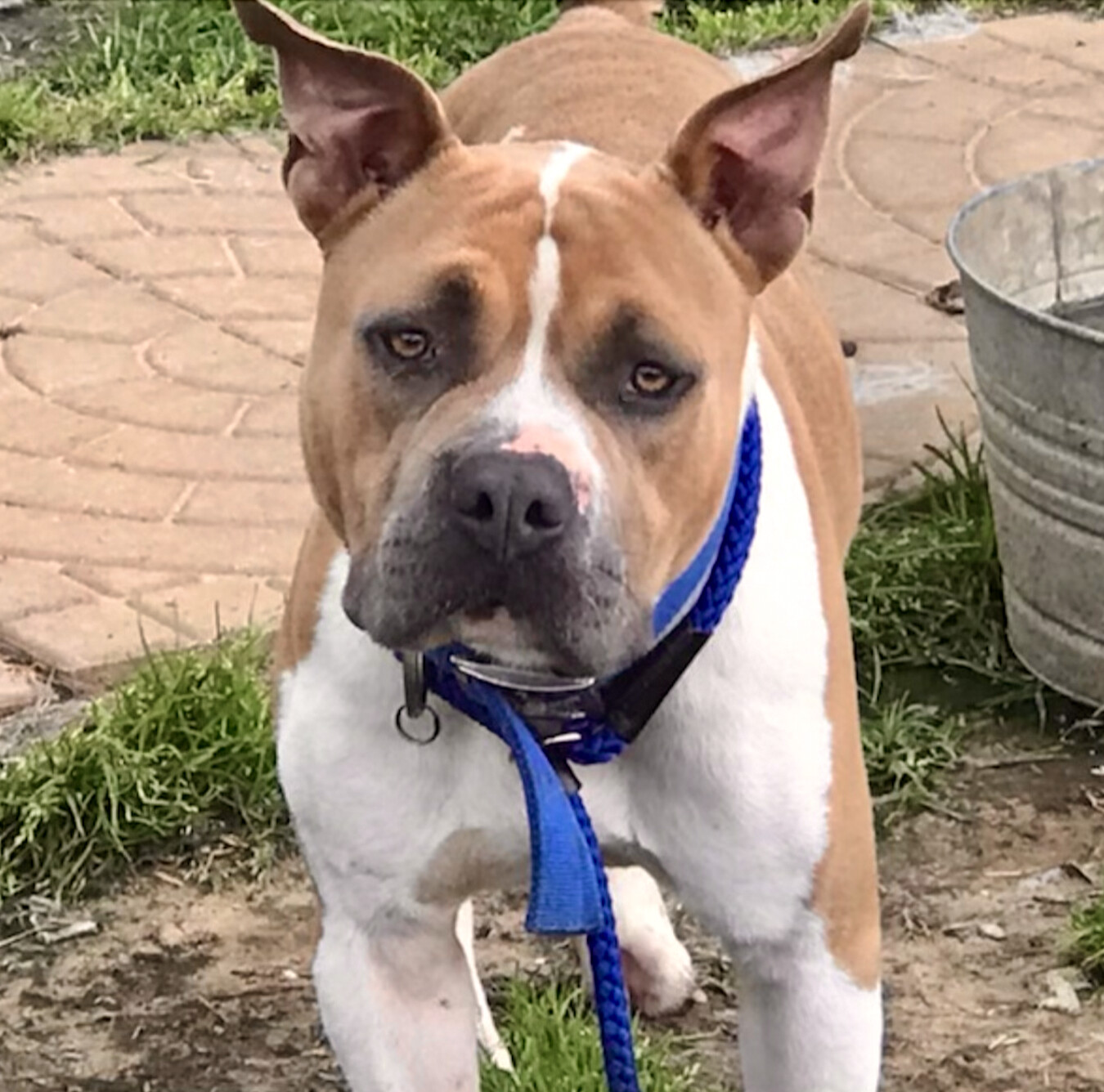 Rexy, a Adopted American Staffordshire Terrier in Austin, TX image 3/4