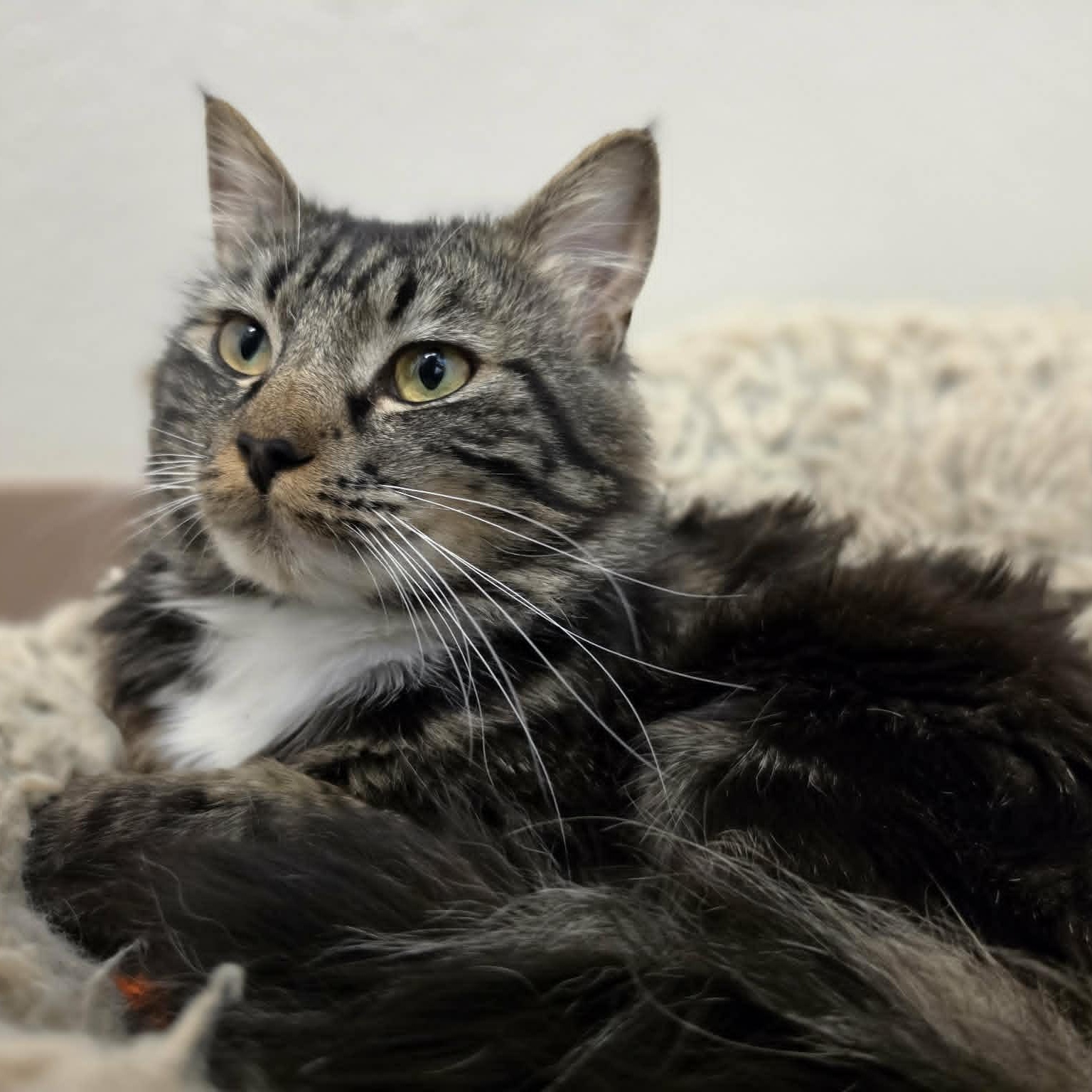 Roger Waters, a ADOPTABLE Domestic Medium Hair in Grants Pass, OR image 2/4