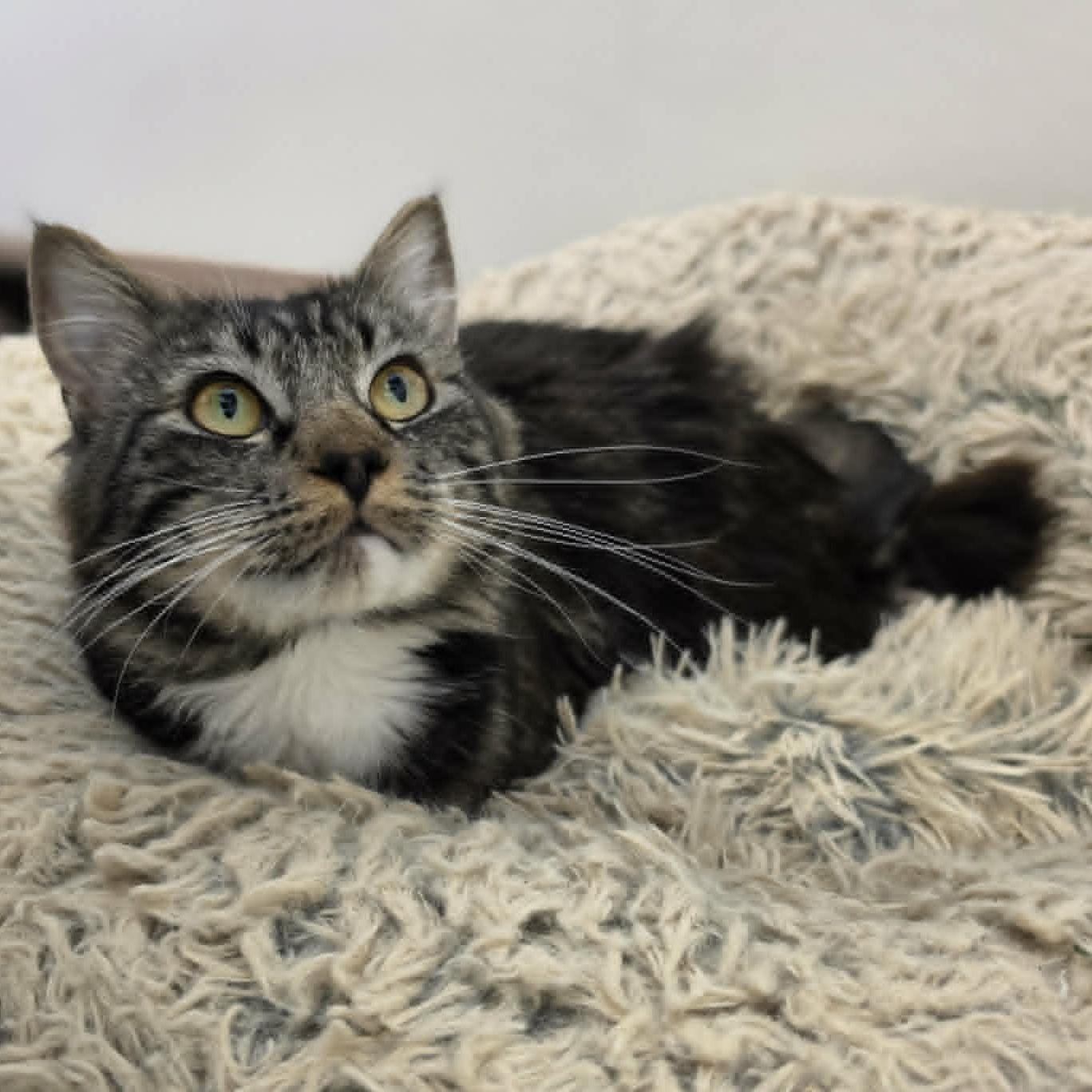 Roger Waters, ADOPTABLE, Adult Male Domestic Medium Hair.