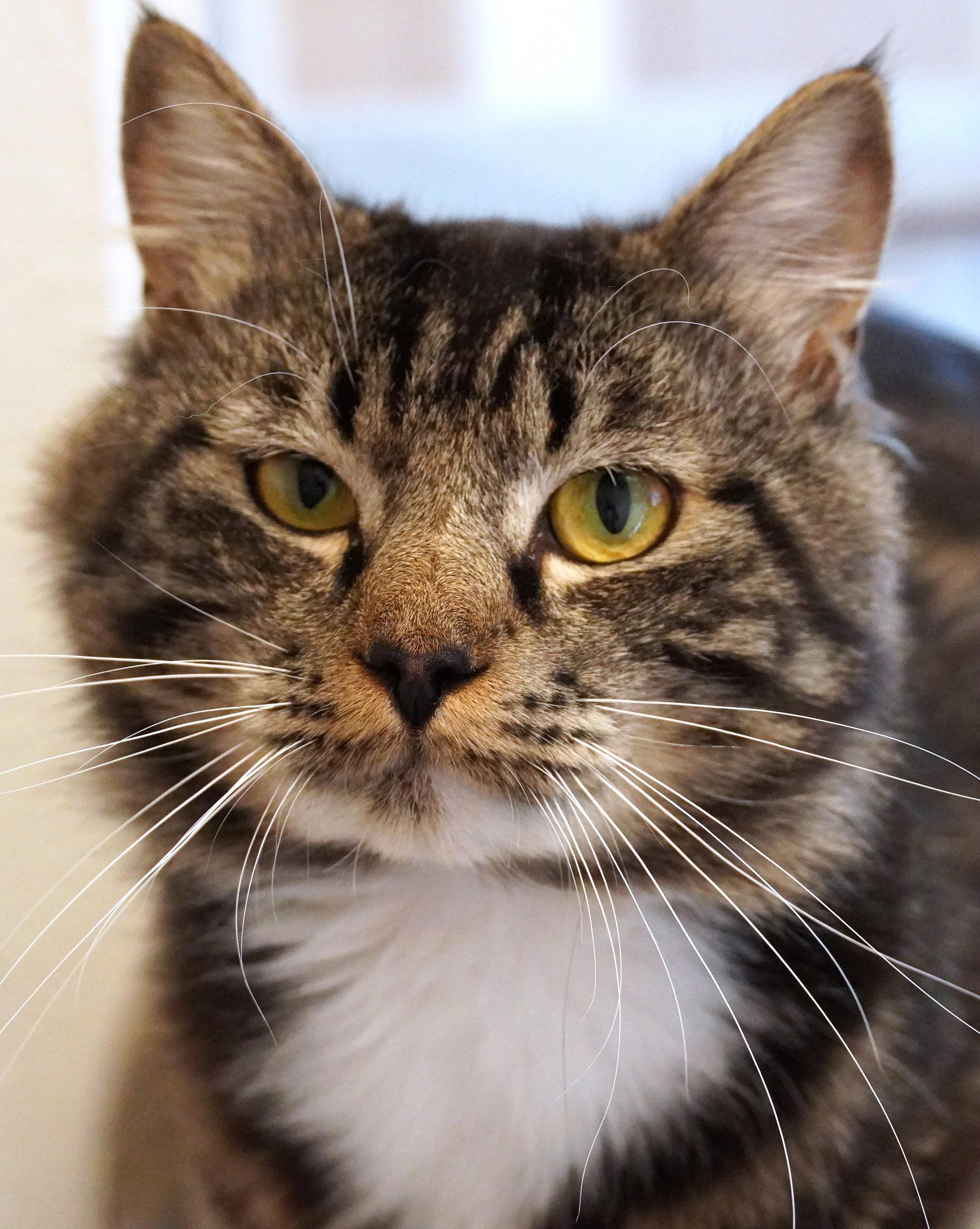 Roger Waters, a ADOPTABLE Domestic Medium Hair in Grants Pass, OR image 3/4