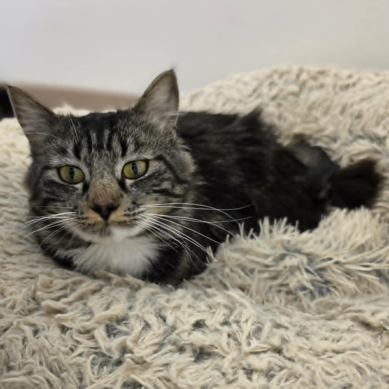 Roger Waters, a ADOPTABLE Domestic Medium Hair in Grants Pass, OR image 4/4
