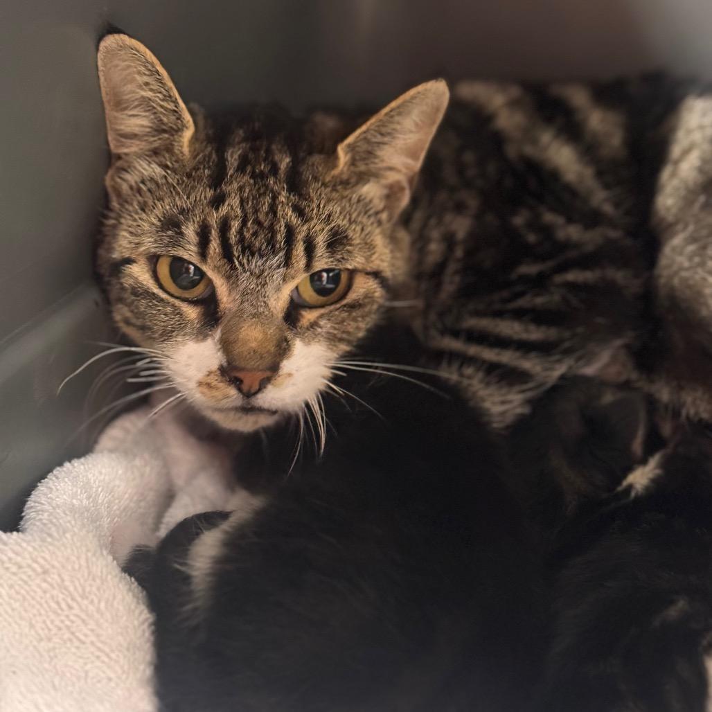 Yenny, Adoptable, Adult Female Domestic Short Hair.
