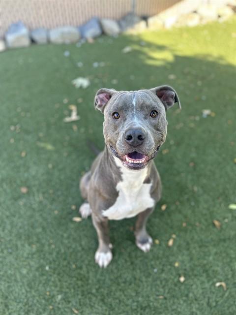 Enlarge TANK, a Adoptable Pit Bull Terrier in Chula Vista, CA image 1/1