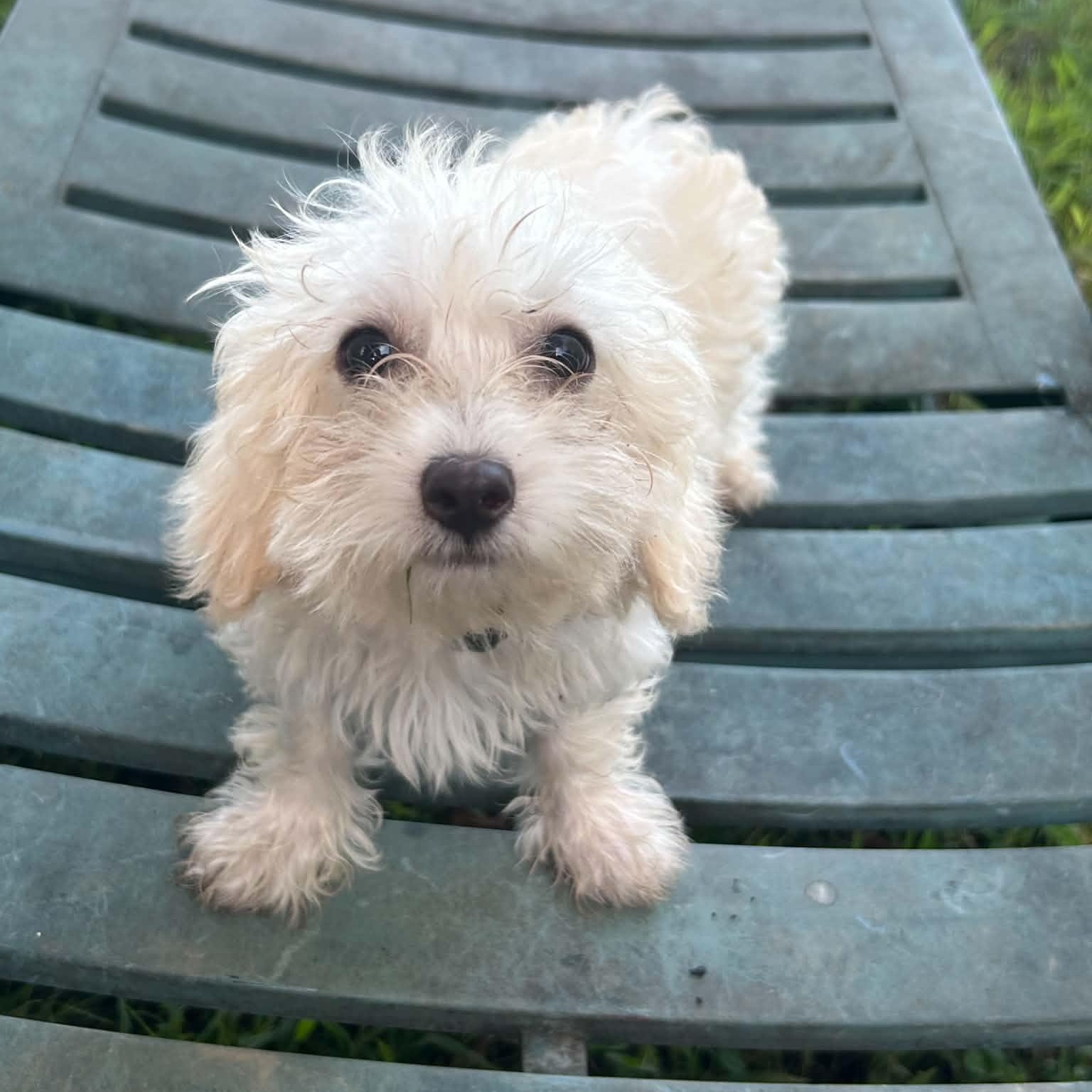 Latte, Adopted, Puppy Male Terrier.