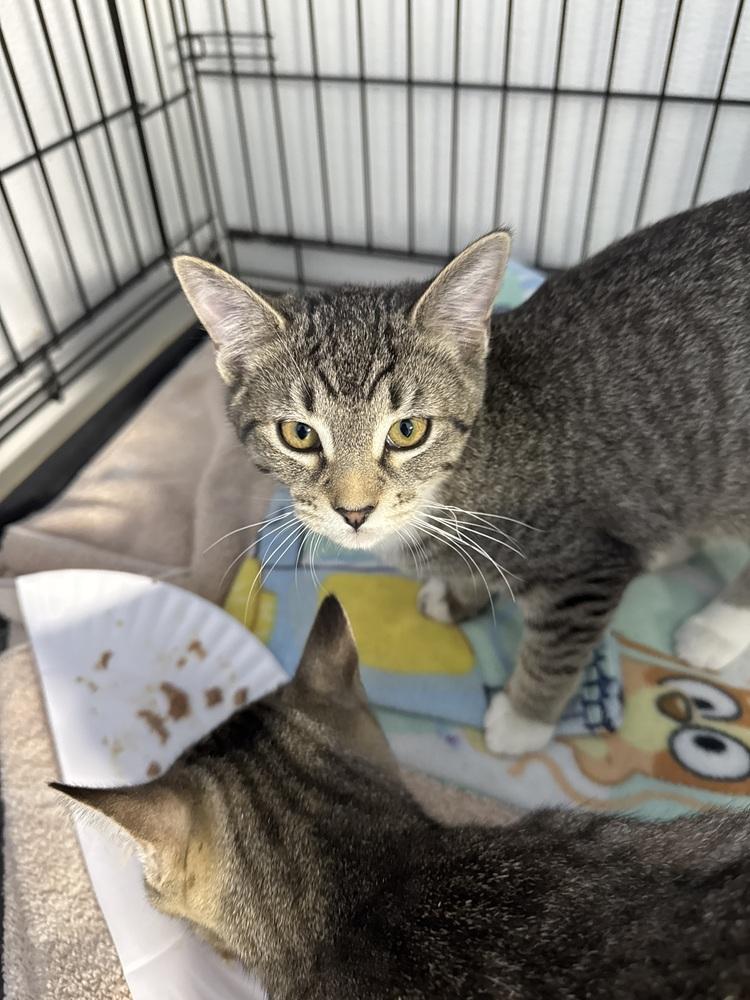 Suyo (Brown tabby with less white), Adoptable, Kitten Female Domestic Short Hair.