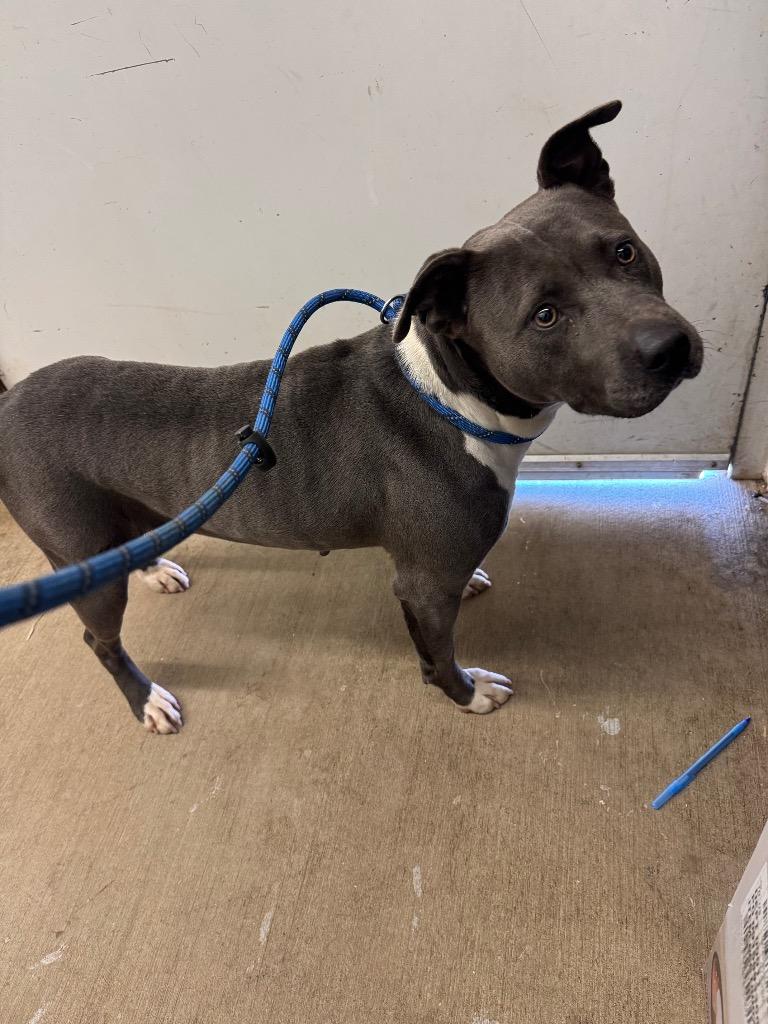 Duchess-Adoptable Awaiting S/N, Adoptable, Adult Female Pit Bull Terrier.