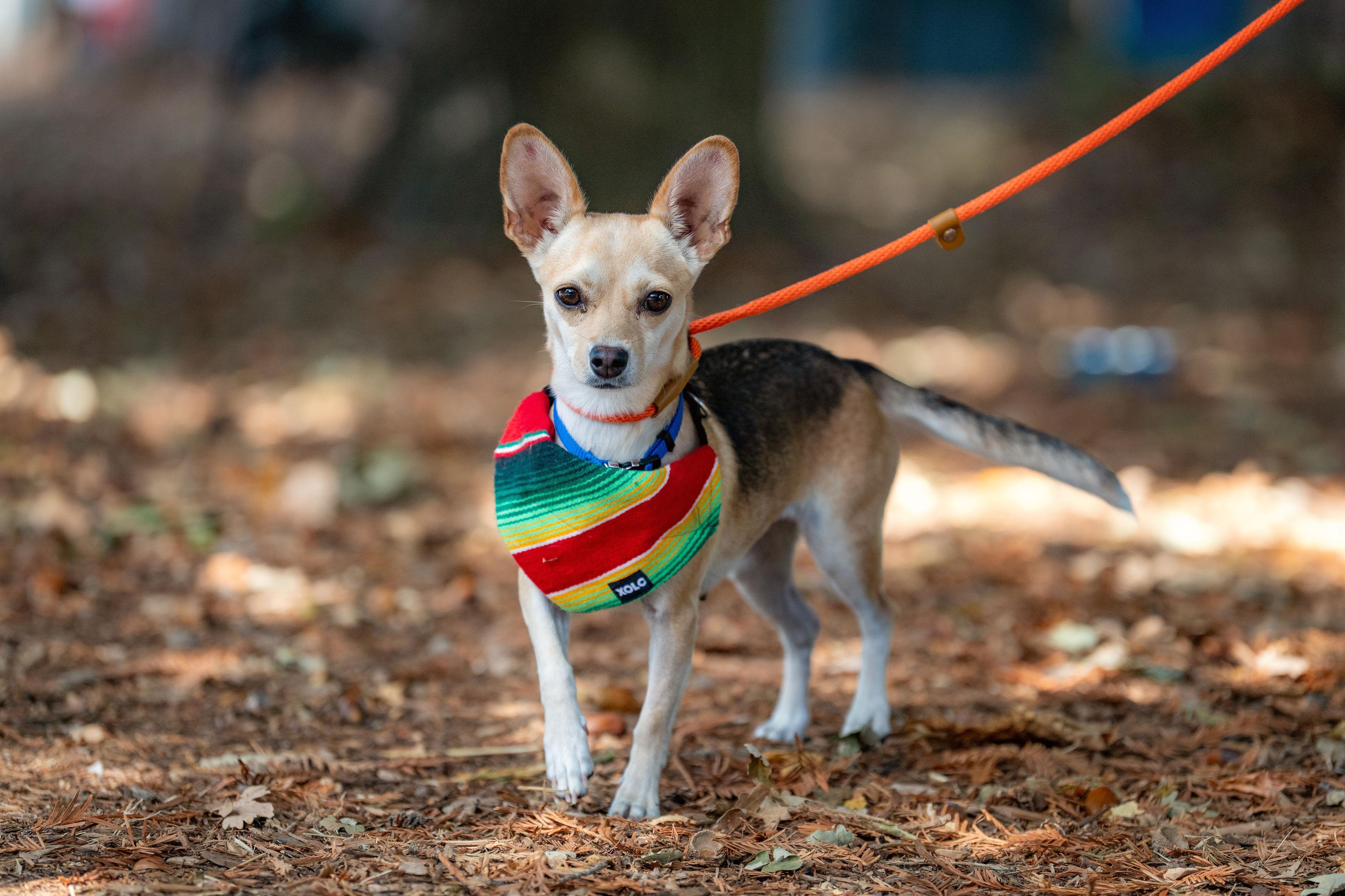 Enlarge Susan, a Adopted mixed breed in Santa Rosa, CA image 1/6
