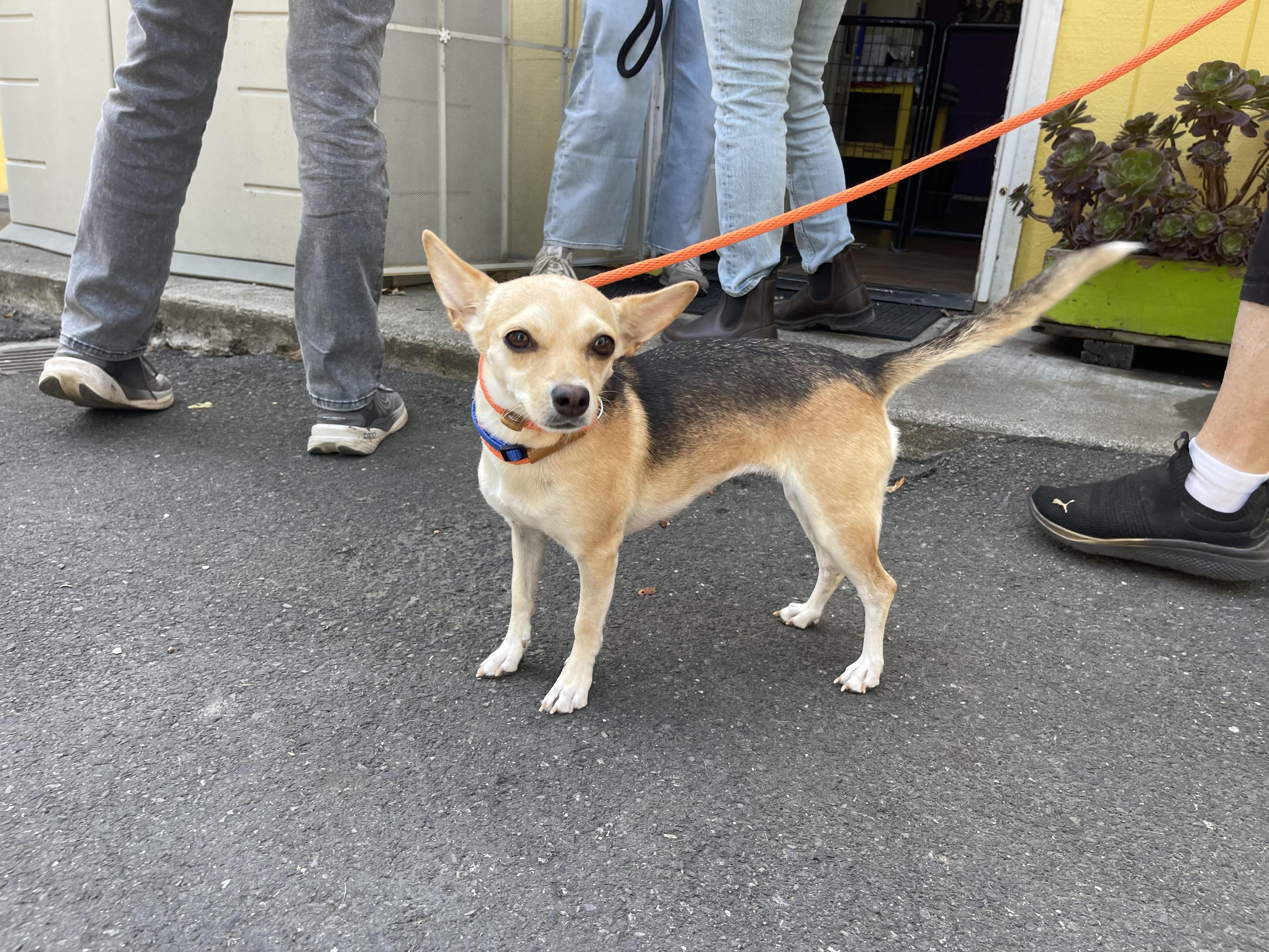 Enlarge Susan, a Adopted mixed breed in Santa Rosa, CA image 3/6
