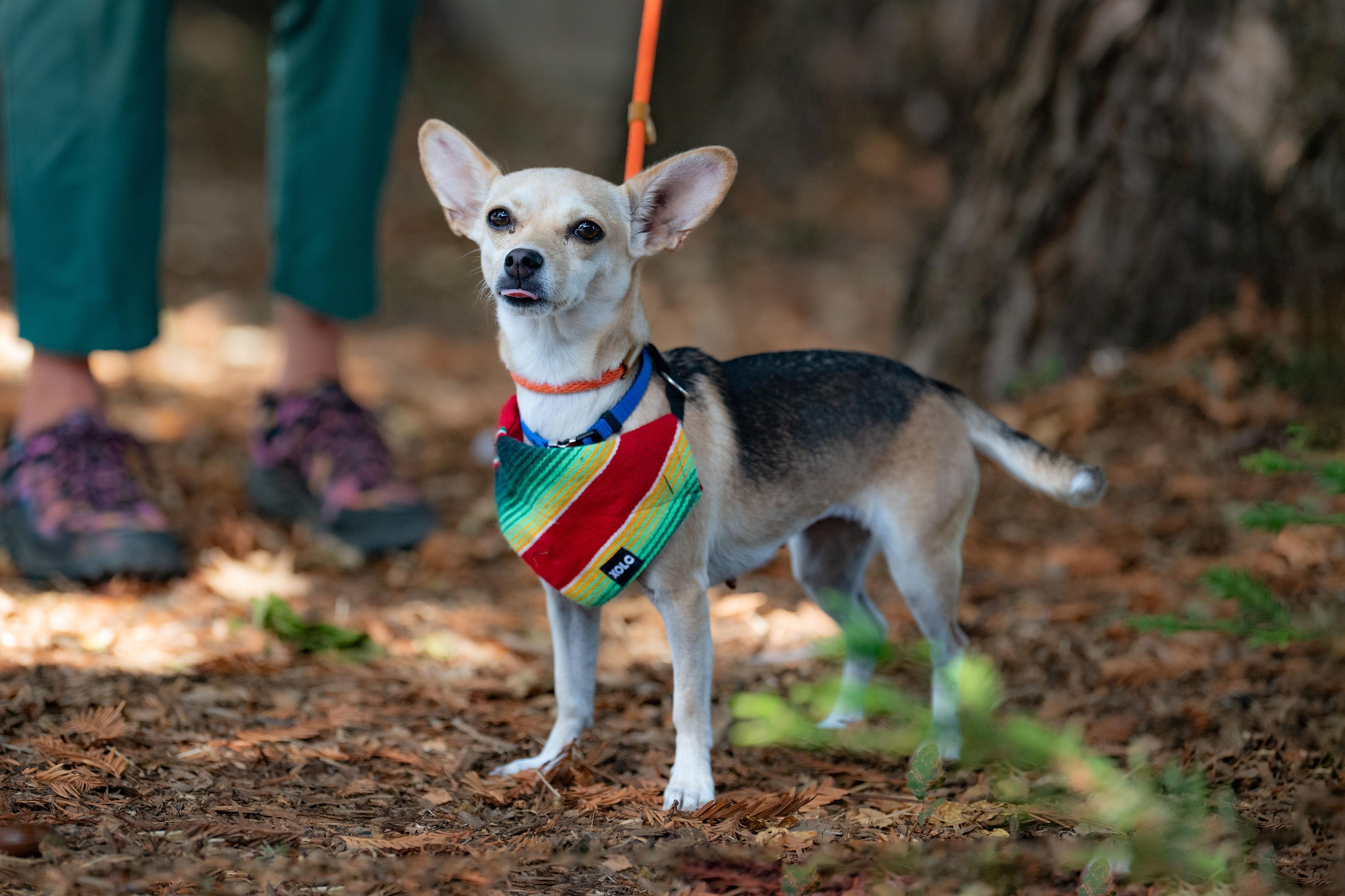 Enlarge Susan, a Adopted mixed breed in Santa Rosa, CA image 6/6
