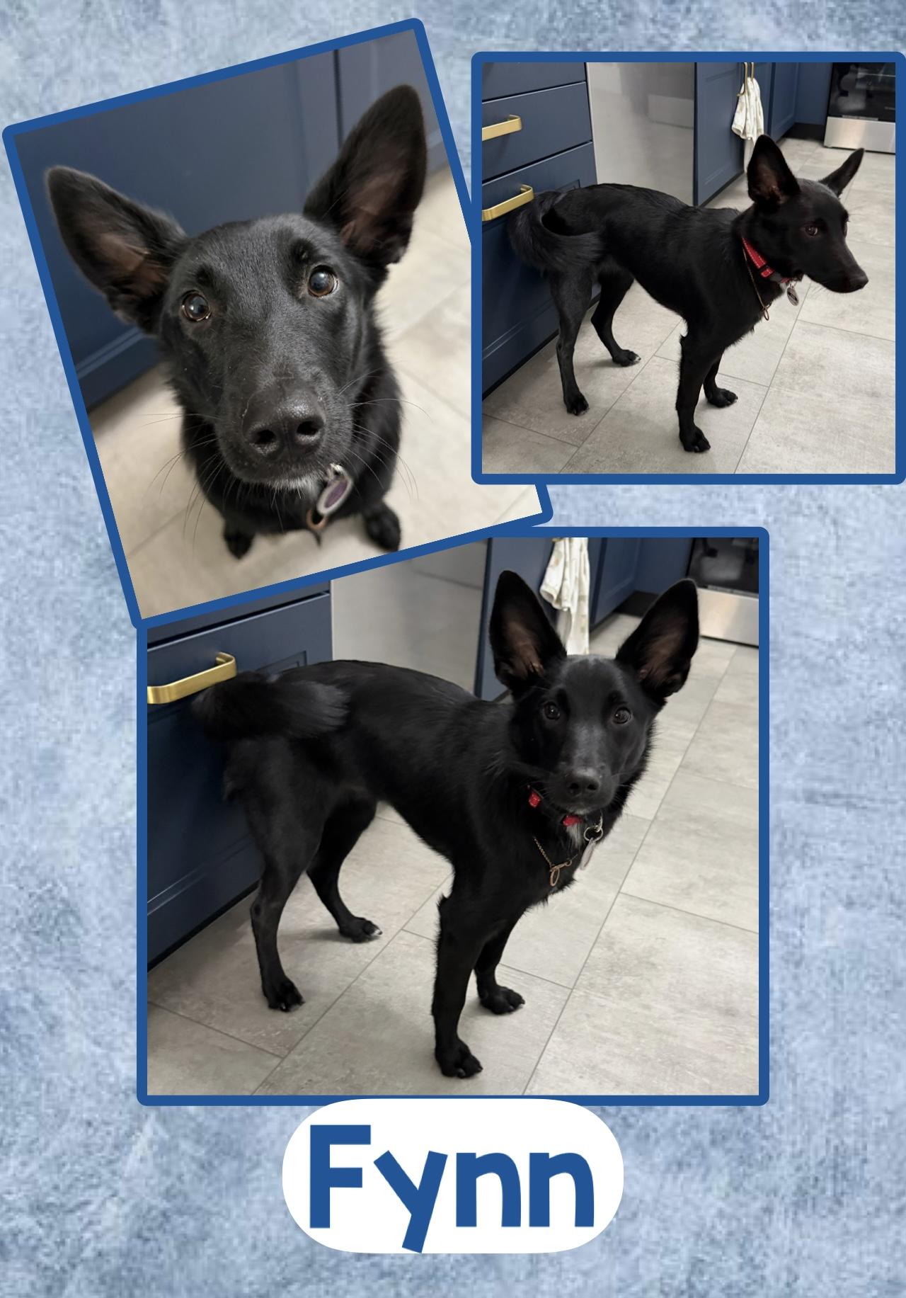 Fynn, adopted, Young Male Schipperke & Cattle Dog.