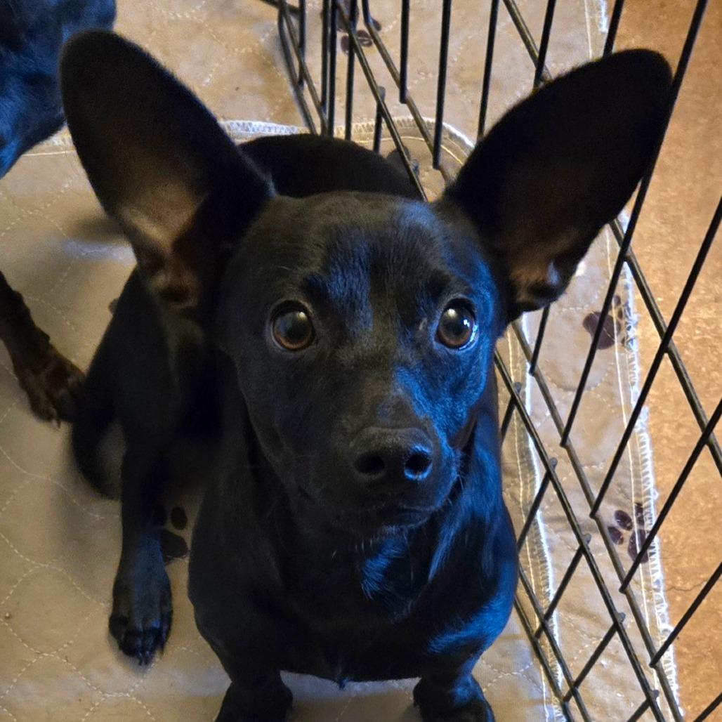 Enlarge Reese, a ADOPTABLE mixed breed in Winter, WI image 1/1