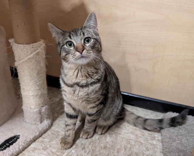 Enlarge Mia, a Adoptable Domestic Short Hair in Barrington Hills, IL image 2/2