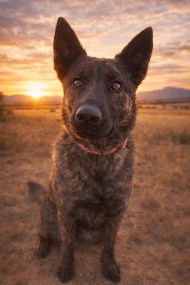 Zena, a ADOPTABLE Dutch Shepherd in Pocatello, ID image 1/3