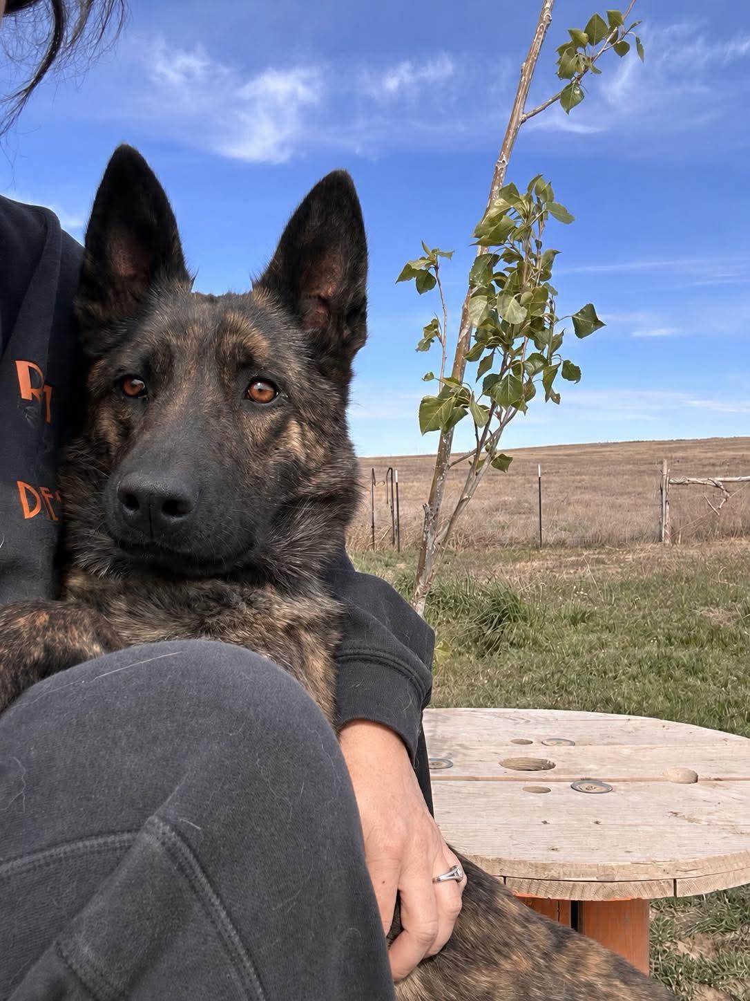 Zena, a ADOPTABLE Dutch Shepherd in Pocatello, ID image 3/3