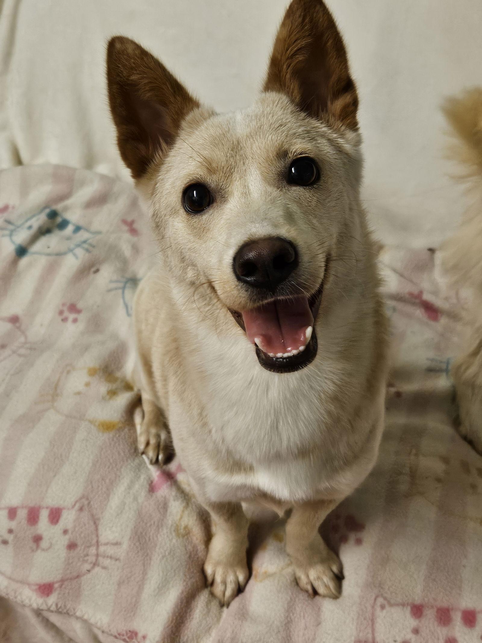 Enlarge OTTO, a Adoptable mixed breed in Agoura Hills, CA image 1/3