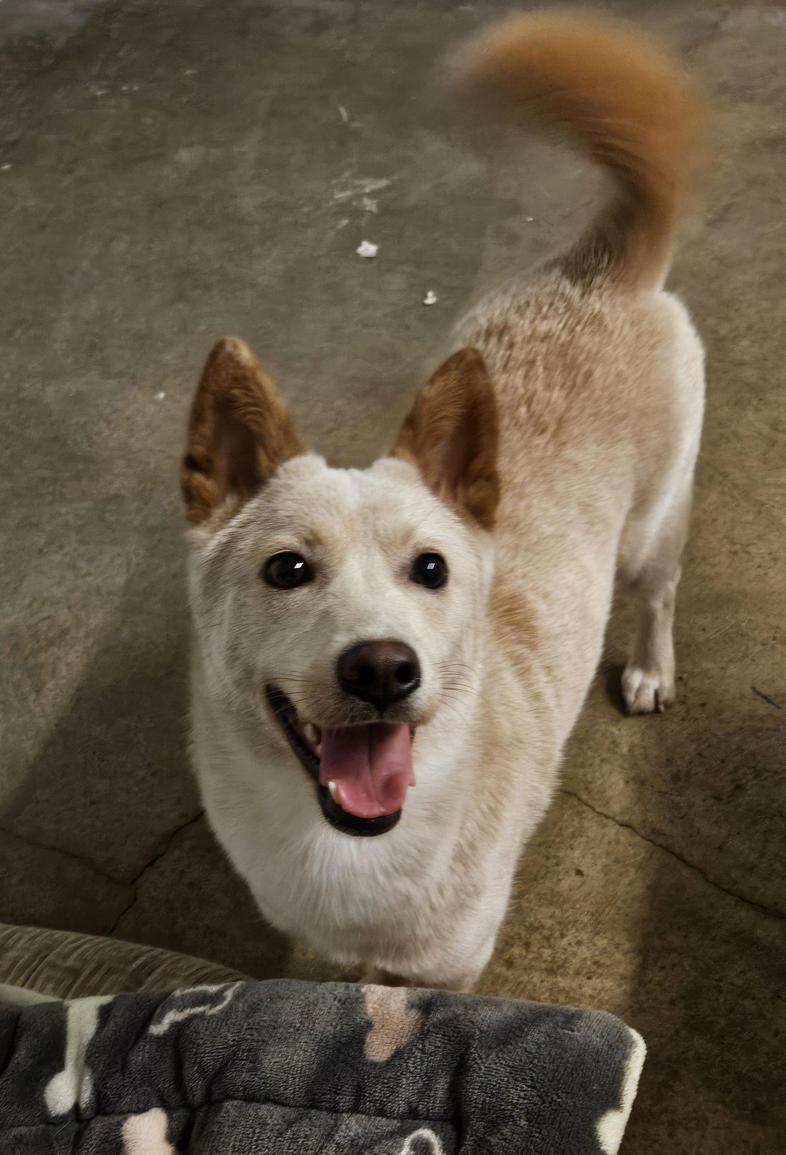 Enlarge OTTO, a Adoptable mixed breed in Agoura Hills, CA image 2/3