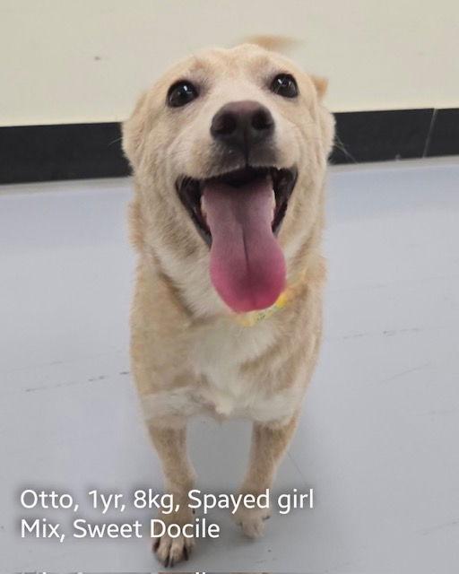 Enlarge OTTO, a Adoptable mixed breed in Agoura Hills, CA image 3/3