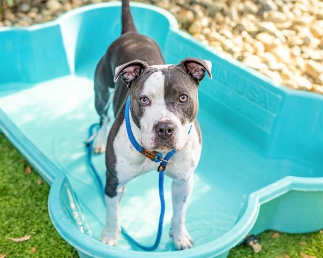 CALI, Adoptable, Adult Female Pit Bull Terrier.