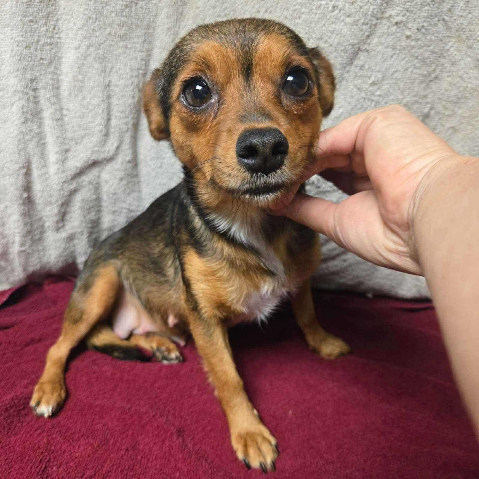 Enlarge Snickers, a ADOPTABLE mixed breed in Uxbridge, MA image 1/1