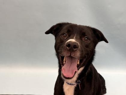 Enlarge Snoop, a Adoptable mixed breed in Golden Valley, MN image 1/1