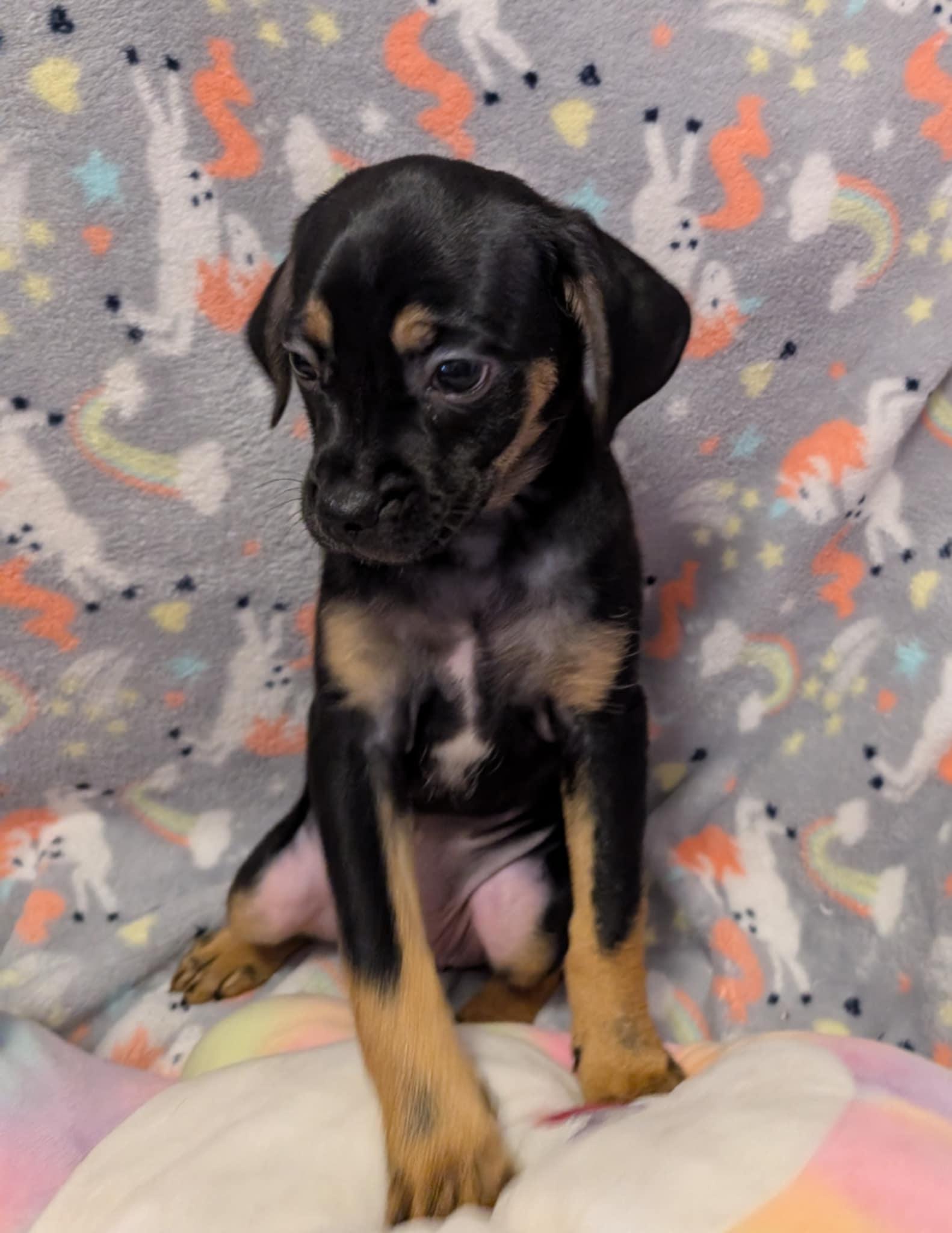 Enlarge Ruth, a Adoptable mixed breed in Tucson, AZ image 1/3