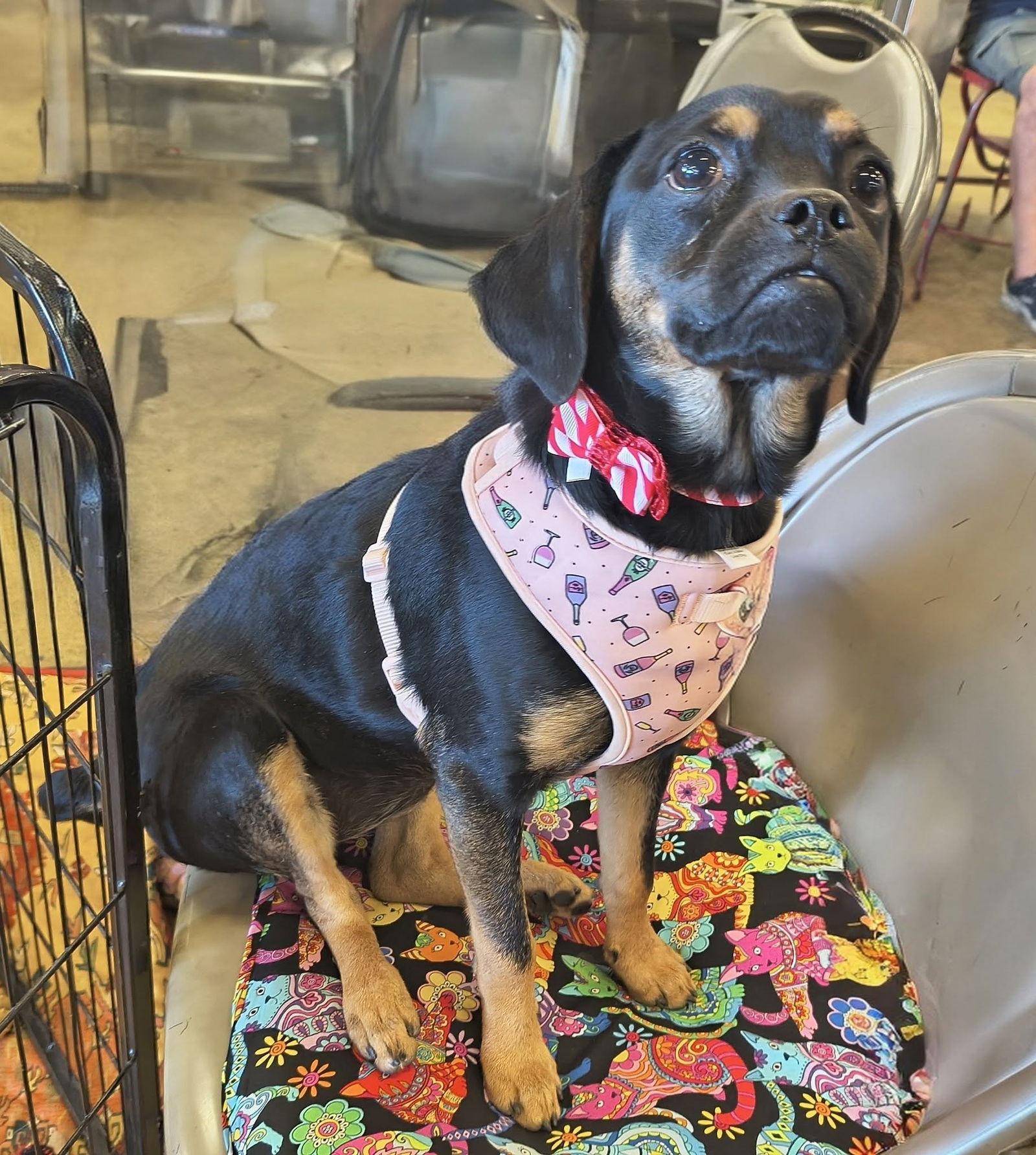 Enlarge Ruth, a Adoptable mixed breed in Tucson, AZ image 2/3