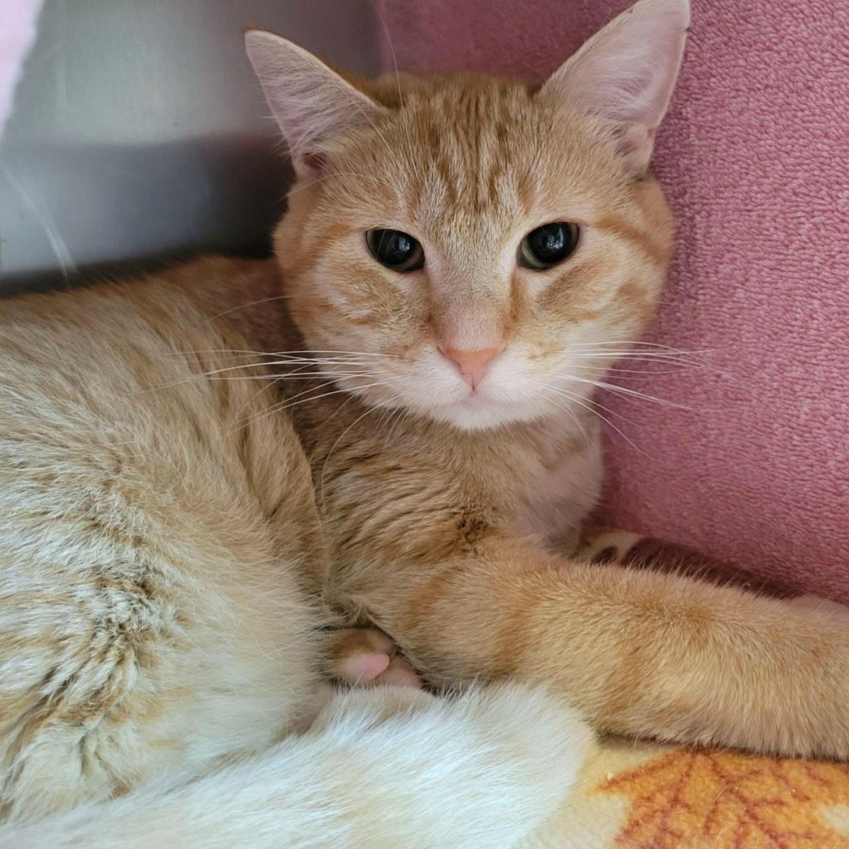 Pistachio, Adoptable, Adult Male Domestic Short Hair.