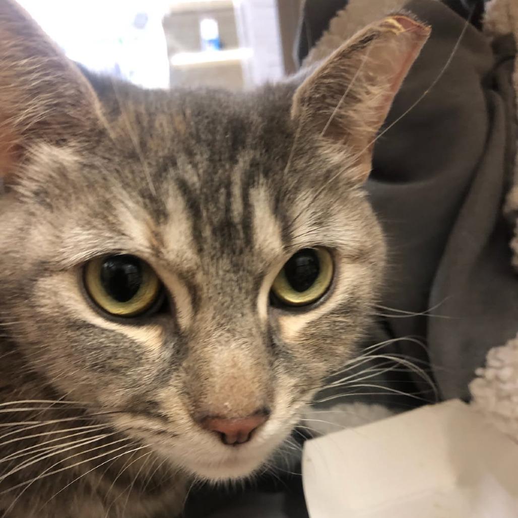 BCAS Mia, Adoptable, Adult Female Domestic Short Hair.